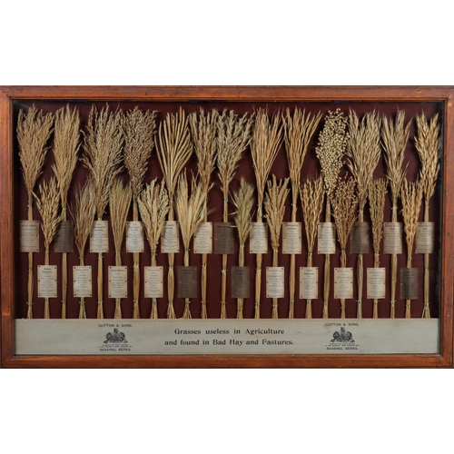 47 - A PAIR OF SUTTON AND SONS GRASS SAMPLE DISPLAYS, in oak and glazed frames, showing examples of 'Gras... 