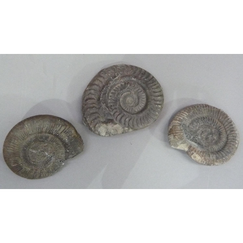 330 - Three ammonite fossils (one repaired)