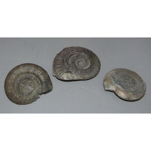 330 - Three ammonite fossils (one repaired)