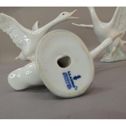 43 - Four Lladro porcelain goose figures, various sizes