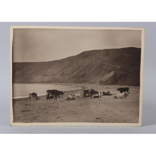 17 - FRANK MEADOW SUTCLIFFE (1853-1941), Cattle on the Shore, signed in pencil to the image, titled, numb... 