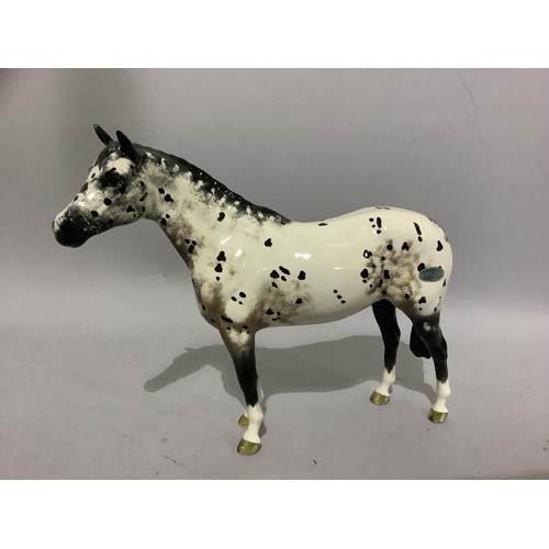 6C - A Beswick Appaloosa stallion, colourway 1, model no. 17772A (at fault)