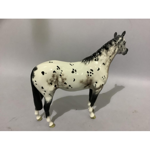 6C - A Beswick Appaloosa stallion, colourway 1, model no. 17772A (at fault)