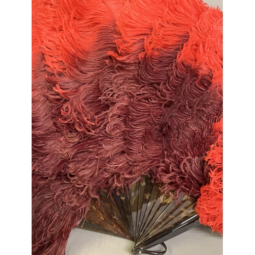 116 - An early 20th century dyed ostrich feather fan and fitted box, the fan shaded from a ruby red up to ... 