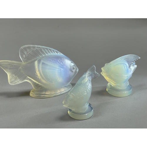 138 - THREE SABINO OPALESCENT GLASS TROPICAL FISH, the largest on an oval base signed Sabino Paris, 6.5cm ... 