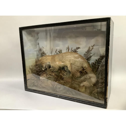 131 - Taxidermy: An Edwardian cased full mount fox (Vulpes Vulpes) mounted upon a naturalistic base with p... 