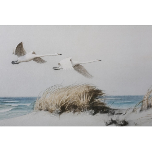 163 - D Olsy (?), early 20th century Hooper swans in flight over dunes, watercolour, indistinctly signed t... 