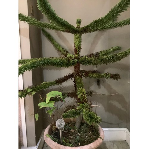 338 - A monkey puzzle tree in plant pot measuring 110cm high