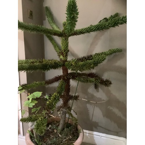 338 - A monkey puzzle tree in plant pot measuring 110cm high