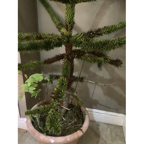 338 - A monkey puzzle tree in plant pot measuring 110cm high