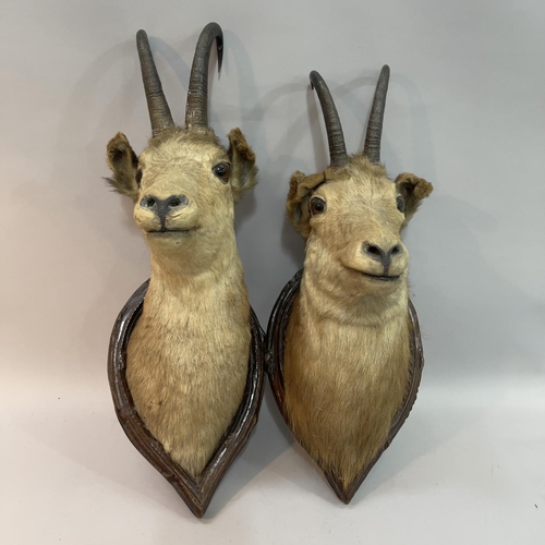 153 - Taxidermy: A pair of Alpine Chamois (Rupicapra rupicapra) head mounts, one looking ahead, one turned... 