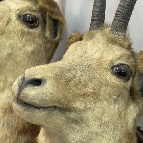 153 - Taxidermy: A pair of Alpine Chamois (Rupicapra rupicapra) head mounts, one looking ahead, one turned... 