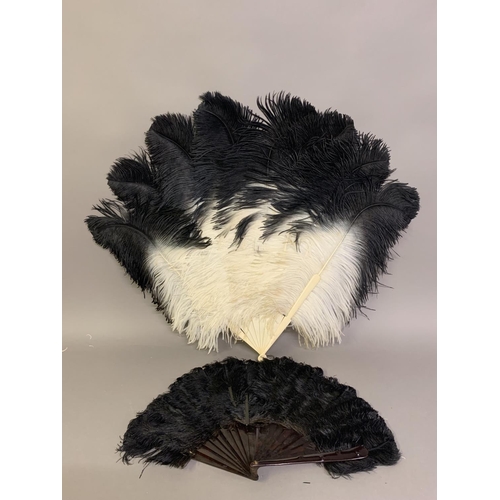 80 - A quite dramatic black and white shaded ostrich feather fan, the monture of bone, the feathers long,... 