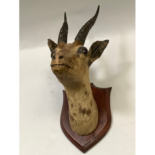 49 - Gazelle head mount, looking straight ahead, mounted on mahogany shield 49cm high