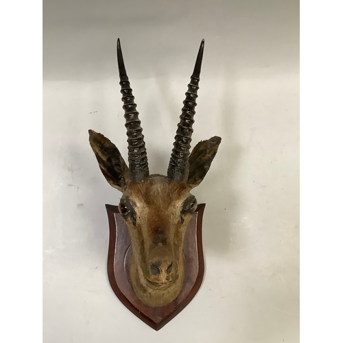 49 - Gazelle head mount, looking straight ahead, mounted on mahogany shield 49cm high