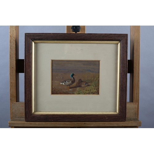 315 - BRITISH SCHOOL (Early to mid 20th century), Mallard, drake and duck, in coastal landscape, watercolo... 