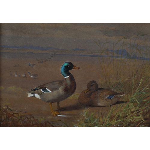 315 - BRITISH SCHOOL (Early to mid 20th century), Mallard, drake and duck, in coastal landscape, watercolo... 