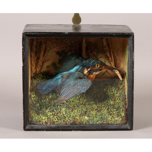 23 - TAXIDERMY: A VICTORIAN KINGFISHER (ALCEDO ATTHIS), mounted in flight, in naturalistic setting in ebo... 