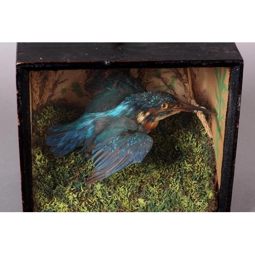 23 - TAXIDERMY: A VICTORIAN KINGFISHER (ALCEDO ATTHIS), mounted in flight, in naturalistic setting in ebo... 