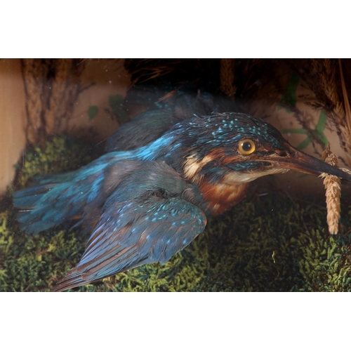 23 - TAXIDERMY: A VICTORIAN KINGFISHER (ALCEDO ATTHIS), mounted in flight, in naturalistic setting in ebo... 