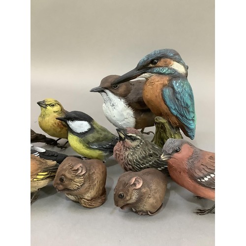 75 - A collection of model birds including Kingfisher, dipper, bullfinch and other garden birds and two d... 