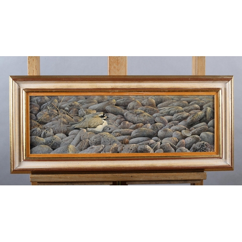 99 - ARR Karl Taylor (b 1964), Roosting Ringed Plover, oil on board, signed and dated (19)92 to lower rig... 