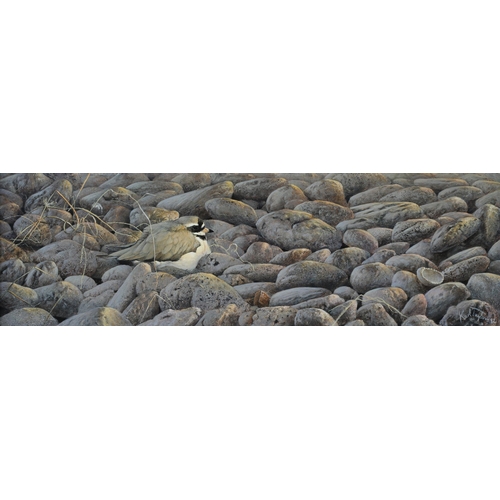 99 - ARR Karl Taylor (b 1964), Roosting Ringed Plover, oil on board, signed and dated (19)92 to lower rig... 