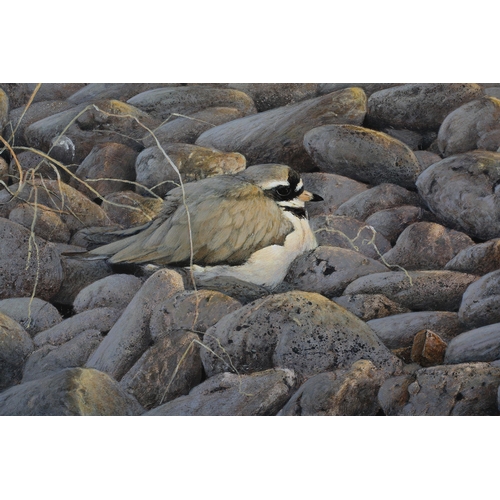 99 - ARR Karl Taylor (b 1964), Roosting Ringed Plover, oil on board, signed and dated (19)92 to lower rig... 