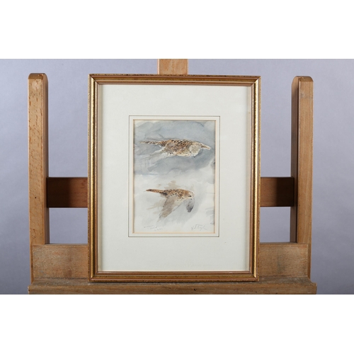 100 - ARR Karl Taylor (b 1964), Winnowing Kestrel, watercolour over pencil, signed to lower right, titled ... 