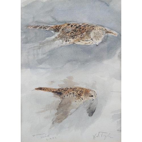 100 - ARR Karl Taylor (b 1964), Winnowing Kestrel, watercolour over pencil, signed to lower right, titled ... 