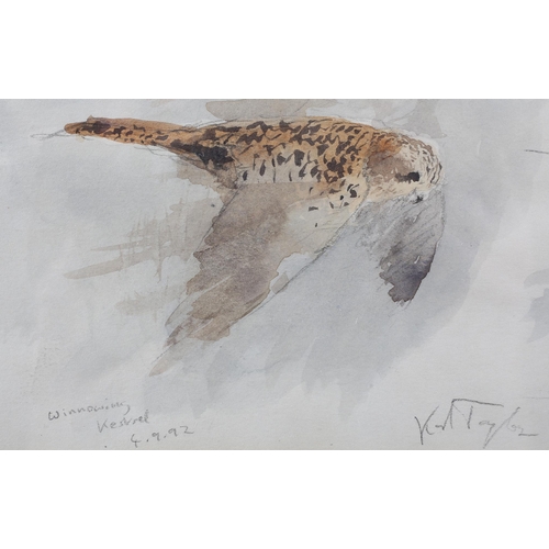 100 - ARR Karl Taylor (b 1964), Winnowing Kestrel, watercolour over pencil, signed to lower right, titled ... 