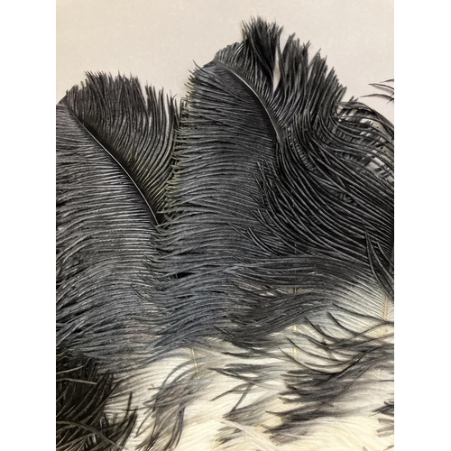 80 - A quite dramatic black and white shaded ostrich feather fan, the monture of bone, the feathers long,... 