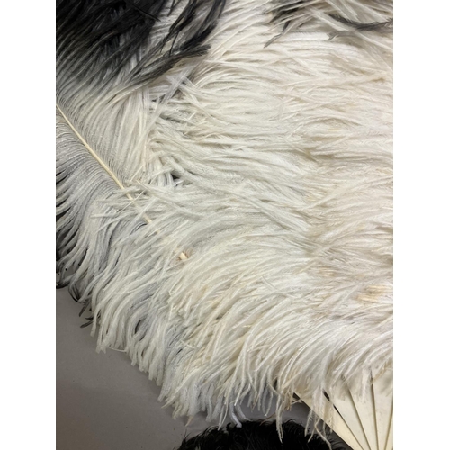 80 - A quite dramatic black and white shaded ostrich feather fan, the monture of bone, the feathers long,... 