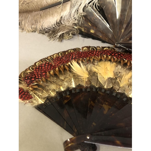 82 - Feather fans: Two ostrich feather fans, the first black, with curly feathers and additional feather ... 