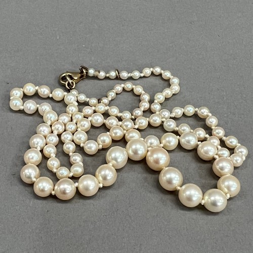 455 - A cultured pearl choker necklace circa 1950 with white gold, diamond and pearl set cluster snap in w... 