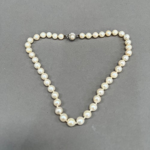 455 - A cultured pearl choker necklace circa 1950 with white gold, diamond and pearl set cluster snap in w... 