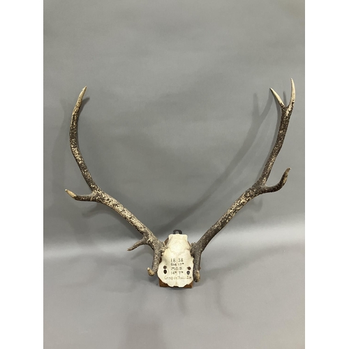 337 - A pair of European red deer antlers mounted on skull on oak shield, dated 1838, 62cm wide