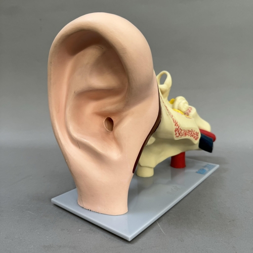 40 - A medical model of the inner ear by ESP (Educational Scientific Products)