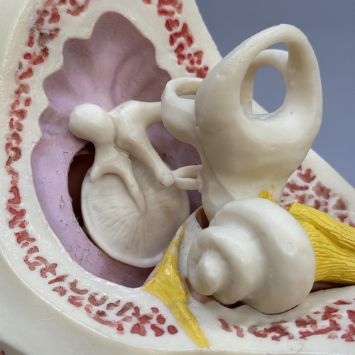 40 - A medical model of the inner ear by ESP (Educational Scientific Products)