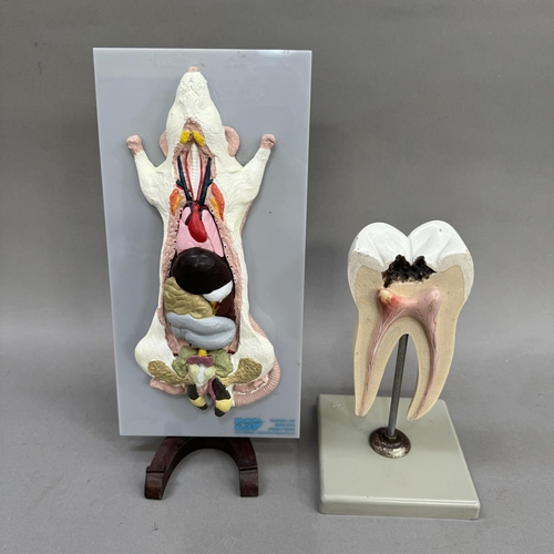 41 - Two veterinary models of a tooth and internal organs of a rat