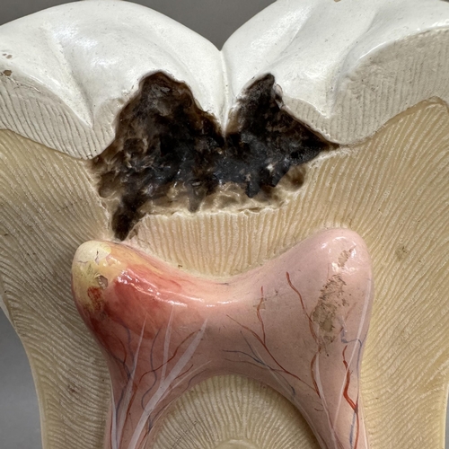 41 - Two veterinary models of a tooth and internal organs of a rat