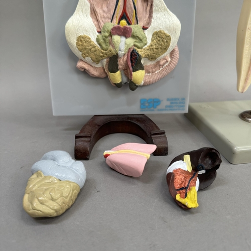 41 - Two veterinary models of a tooth and internal organs of a rat