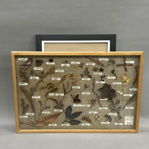 169 - A collection of dried plant specimens with Latin labelling, mounted on hessian and framed, overall w... 