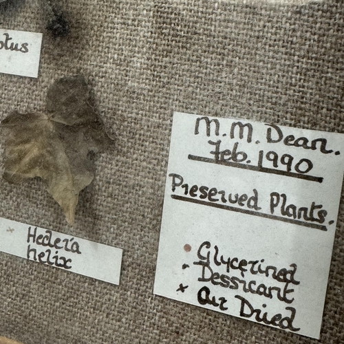 169 - A collection of dried plant specimens with Latin labelling, mounted on hessian and framed, overall w... 