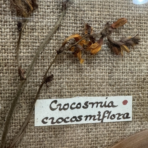 169 - A collection of dried plant specimens with Latin labelling, mounted on hessian and framed, overall w... 