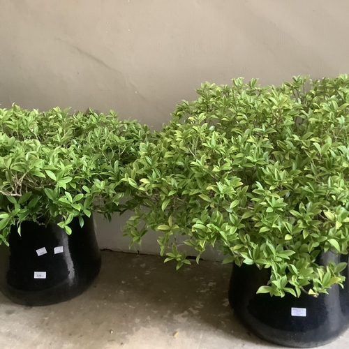 226 - A pair of dark blue glazed ceramic planters, each containing a large specimen of green leaf plant (h... 