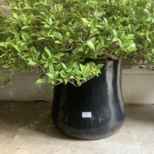 226 - A pair of dark blue glazed ceramic planters, each containing a large specimen of green leaf plant (h... 