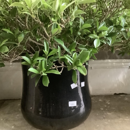 226 - A pair of dark blue glazed ceramic planters, each containing a large specimen of green leaf plant (h... 