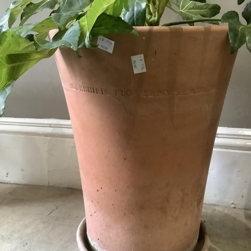 233 - A large terracotta pot by the Yorkshire Flowerpot Company with saucer and containing a fatsia, 42cm ... 