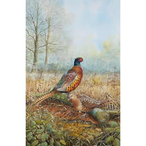 440 - ARR RICHARD DUFFIELD (Contemporary), Pheasant cock and hen in covert, watercolour, signed to lower l... 